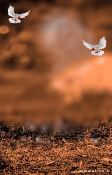 Brown Color Birds Effect CB Editing Background HD