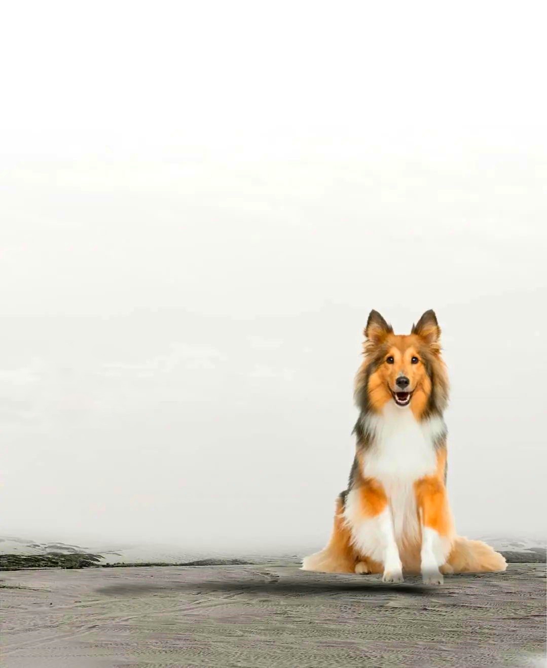 Dog Lover PicsArt Photo Editing Background 