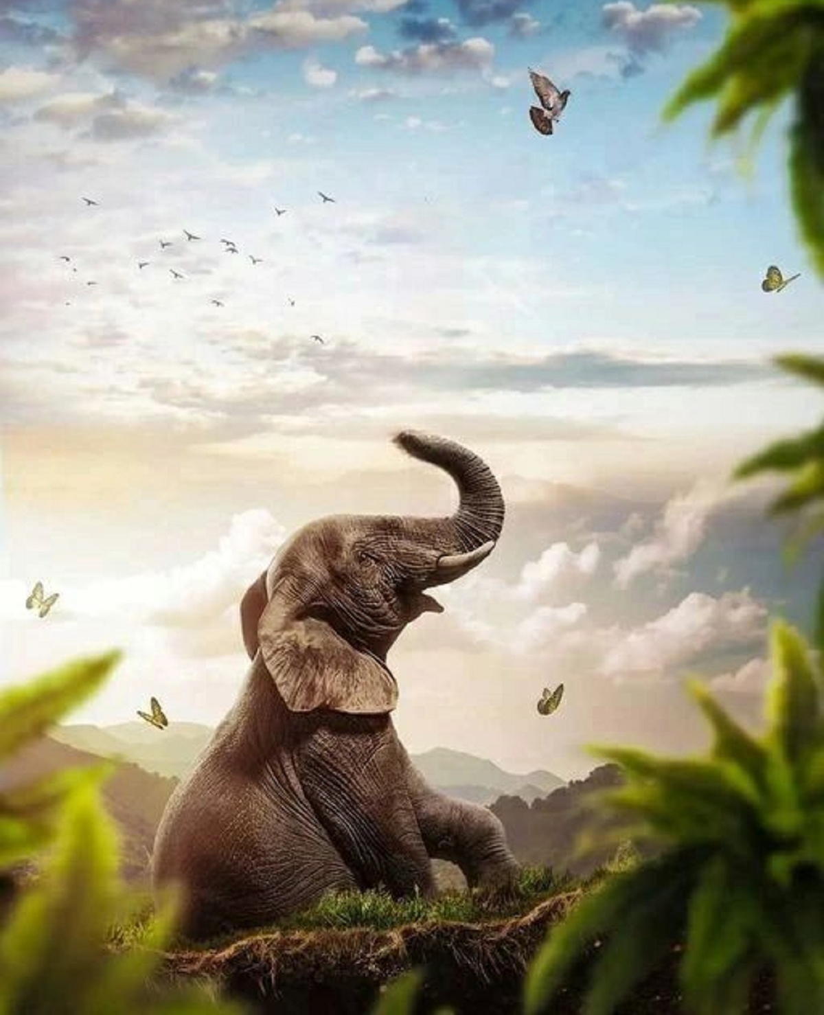 Elephant Lover Picsart Photo Editing Background 